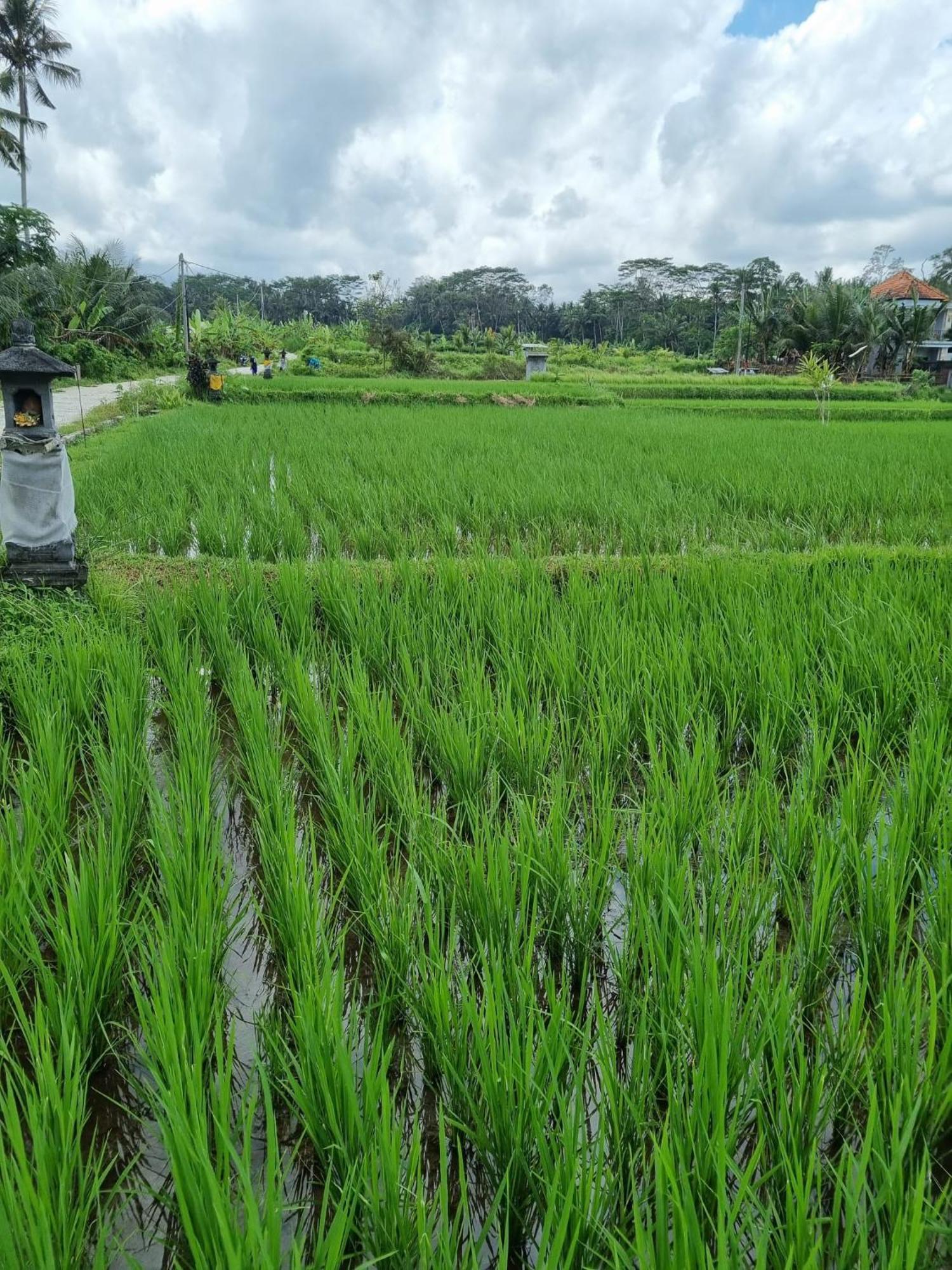 New 4 Bedroom Villa Surrounded By Jungle And Ricefields Убуд Экстерьер фото